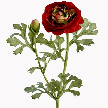 Ranunculus - Leafy Red - FSR724-RE