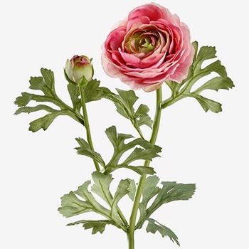 Ranunculus - Leafy Pink - FSR724-RO