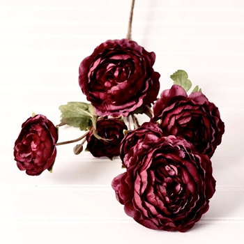 Ranunculus - Burgundy 31in 5 Blooms
