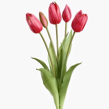 Tulip - Bundle X5 Fushia Pink 16in - FBQ755-BT Real Touch