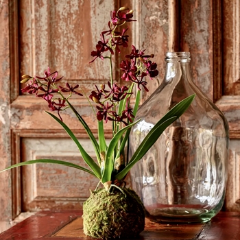 Orchid - Cattleya Plant Fuchsia 16IN in Moss base