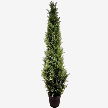 Tree - Cypress Italian 5ft in Black Pot