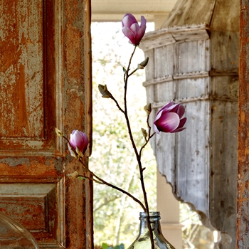 Magnolia - Violet 35in