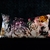 Show Picture 2